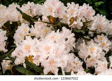 Cunninghams White Rhododendron Rhododendron Caucasicum X Stock Photo