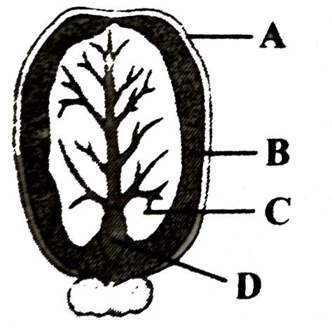 Identify The Functions Of The Parts Labelled As A B C D And E In The