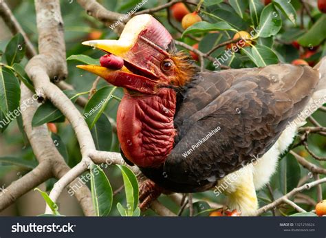 525 Helmeted hornbill Images, Stock Photos & Vectors | Shutterstock