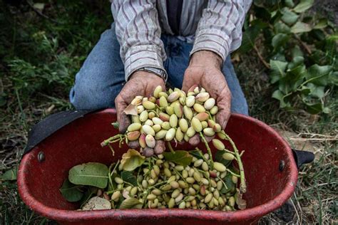 Pistacchio Di Bronte Come Funziona La Raccolta E Piatti Che