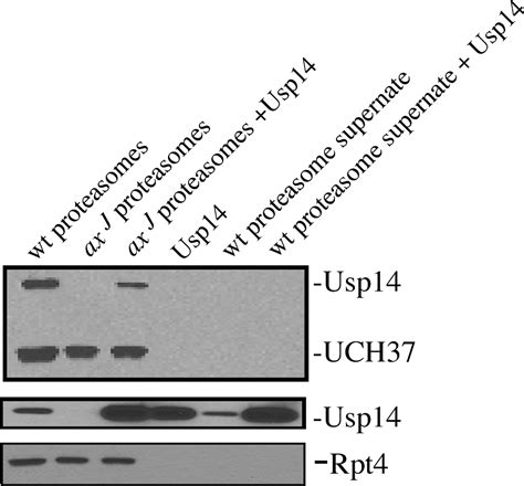 Transgenic Rescue Of Ataxia Mice With Neuronal Specific Expression Of