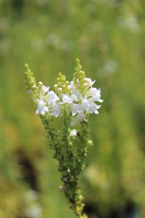 Weisses Leinkraut Alba Linaria Purpurea Alba Hauenstein Ag