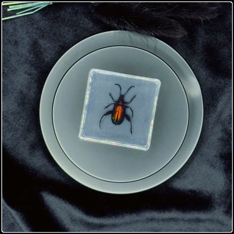 Frog-Legged Beetle in Resin – Into The Black