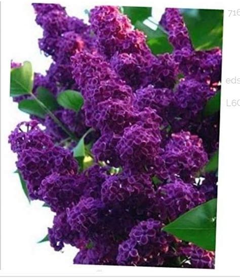 25 Seeds Spring Dark Purple Lilac Tree Fragrant Hardy Perennial Flower ...