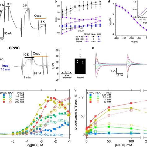 Pdf Structure And Function Of H K Pump Mutants Reveal Na K Pump