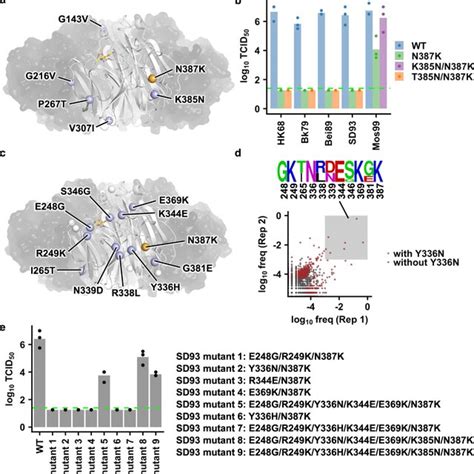 Permissive Mutations For Na N387k In Mos99 And Sd93 A Locations Of Download Scientific Diagram