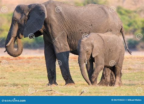 Mother And Son Elephant Stock Photo Image Of Mother