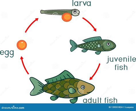 Life Cycle Of Fish. Sequence Of Stages Of Development Of Fish From Egg ...