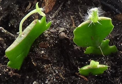 Grafting cacti in the Cactus and Succulents forum - Garden.org