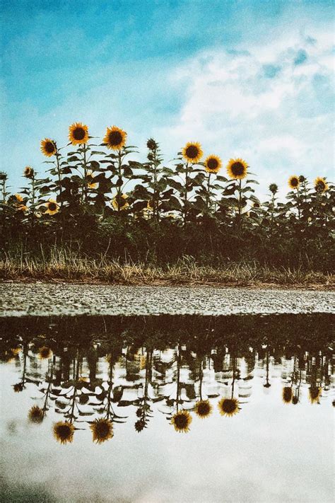 Sunflowers After Rain Sunflower Fields Sunflower Photography