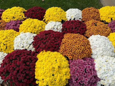 How to Grow Chrysanthemum Flowers. Perennial Chrysanthemum Plants.