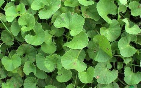 Centella Asiatica proprietà benefici uso rimedi e controindicazioni