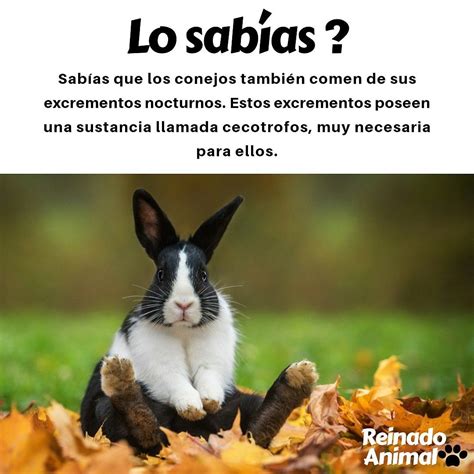 Datos Curiosos Sobre Los Conejos Kulturaupice