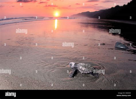 Golfina Pacific Ridley Tortuga Golfina Tortugas De Mar Tortugas Ridley Del Pacífico