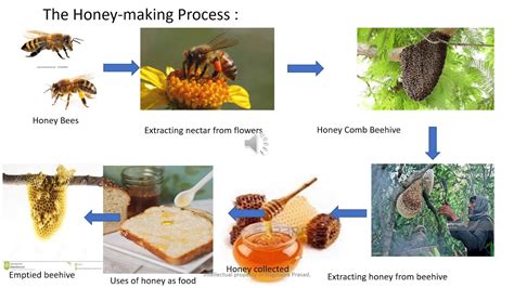 How Do Bees Make Honey 6th Standard English YouTube