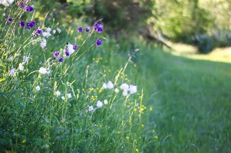 Purple Columbine Flowers Aquilegia Plants In The Garden Stock Image