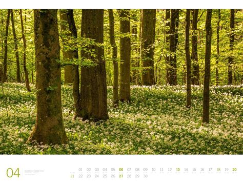 Wald Gallery Kalender 2025 Wandkalender Im Querformat 66x50 Cm