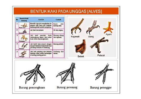 670+ Gambar Kaki Hewan Unggas Terbaik - Gambar Hewan