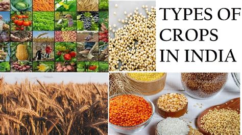 How Many Types Of Crops To Be Grown In India Wheat Agriculture E