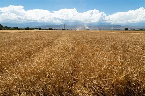 Maduraci N De Espigas De Cebada En Un Campo En Un D A De Verano Durante