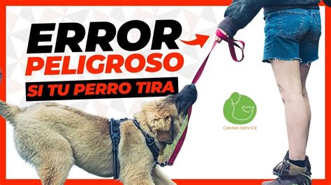 Cómo PASEAR a un perro que TIRA de forma SEGURA l Aprende a COGER la