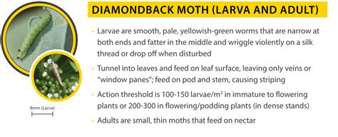 Impactful Metatitle SEO: Discover DEVASTATING Effects of Moth Larvae Consumption