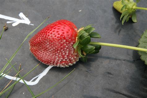 Powdery Mildew Of Strawberries Agriculture And Food