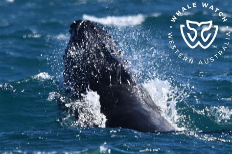 Humpback Whales Of Western Australia Whale Watch Western Australia