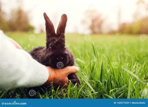 Farmer Putting Little Black Baby Rabbit in Grass. Farming and Domestic ...