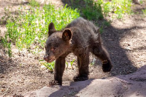 Baby brown bear cub stock photo. Image of fauna, furry - 149231510