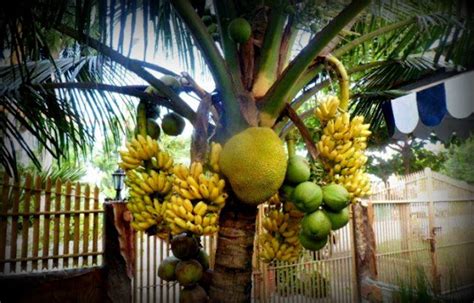 Tanam Pokok Buah Buahan Di Taman Perumahan Binmuhammad