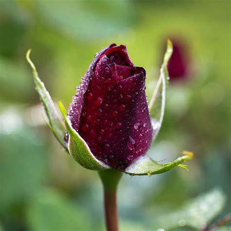 HD wallpaper: maroon bulb flower, red rose, drops, rain, springtime ...