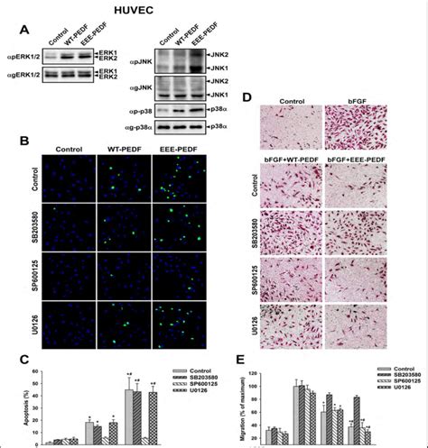 The Effects Of WT PEDF And EEE PEDF On MAPKs Activity Apoptosis And