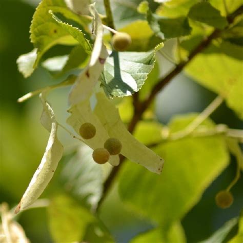 Tilleul Grandes Feuilles Louisa Life Tilia Platyphyllos Tige