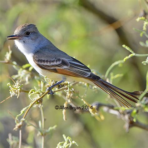 Ash-throated Flycatcher | VisitingNature