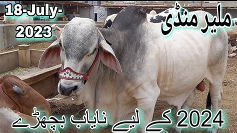 Malir Mandi Karachi Cattle Rates Update July Cow Mandi