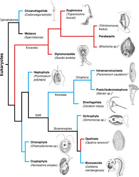 Unicellular Organisms With Names