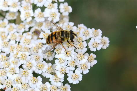 Myathropa Florea Totenkopfschwebfliege Totenkopfschwebfl Flickr