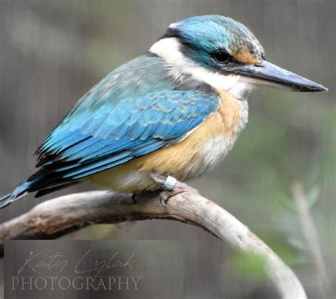 Sacred Kingfisher - Moonlit Sanctuary