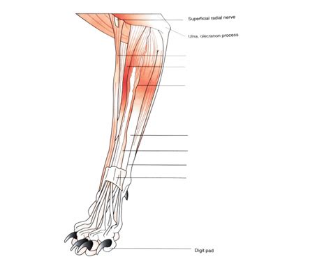 Cranial Muscles Of Foreleg Feline Quiz