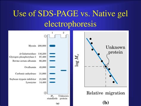 Ppt Protein Purification Powerpoint Presentation Free Download Id