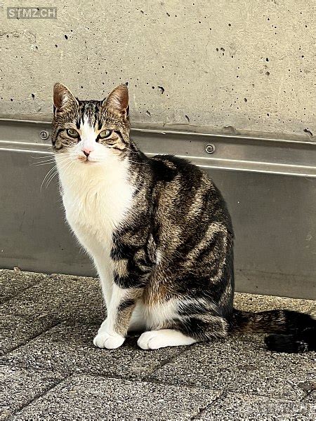 Meldung Nr Vermisst Katze In Pf Ffikon Zh