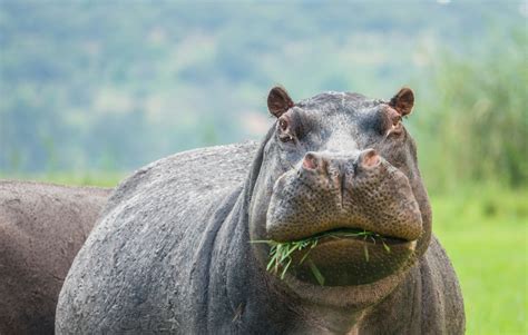 How Do You Solve a Problem Like Rapidly Breeding 'Cocaine Hippos'?