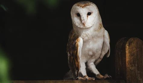 strigiformes owls facts distribution population biodb