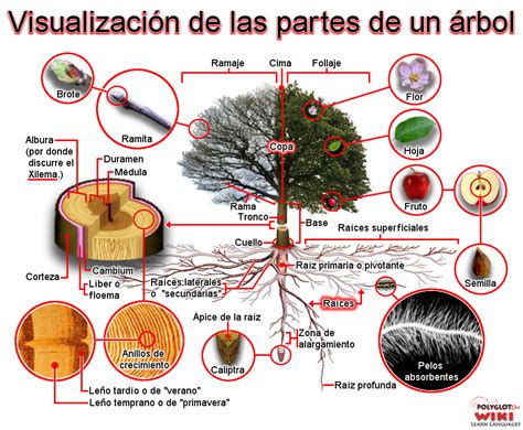 PARTES de un ÁRBOL y sus funciones Resumen con esquema