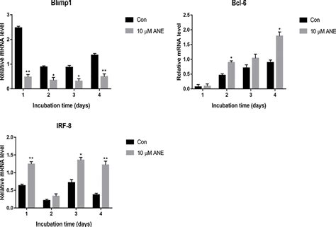 Frontiers Anemonin Attenuates RANKL Induced Osteoclastogenesis And