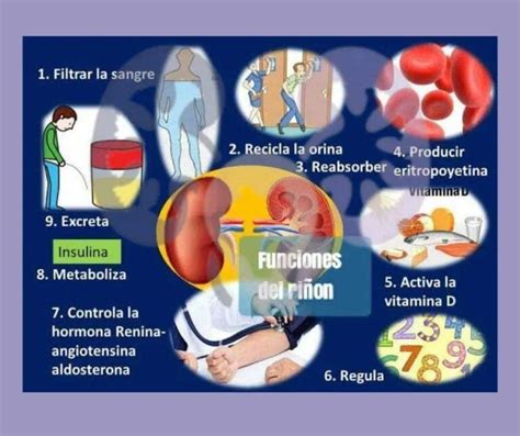 Los Ri Ones Y C Mo Funcionan Portal Red Renal