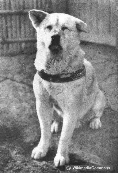 The True Story About Hachi The Most Famous Dog In Japan Shibuya