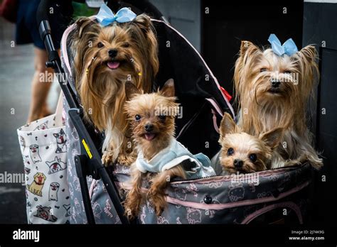 Cabines Pour Chiens Banque De Photographies Et Dimages à Haute