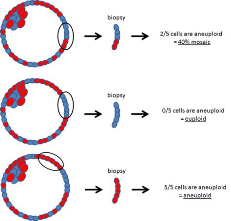 Complete Guide To Pgt A Pgs Testing In Ivf For Embryo Screening